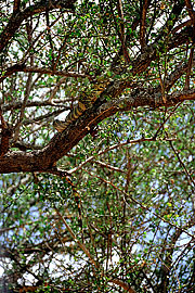 Picture 'KT1_26_09 Nile Monitor, Tanzania, Tarangire'